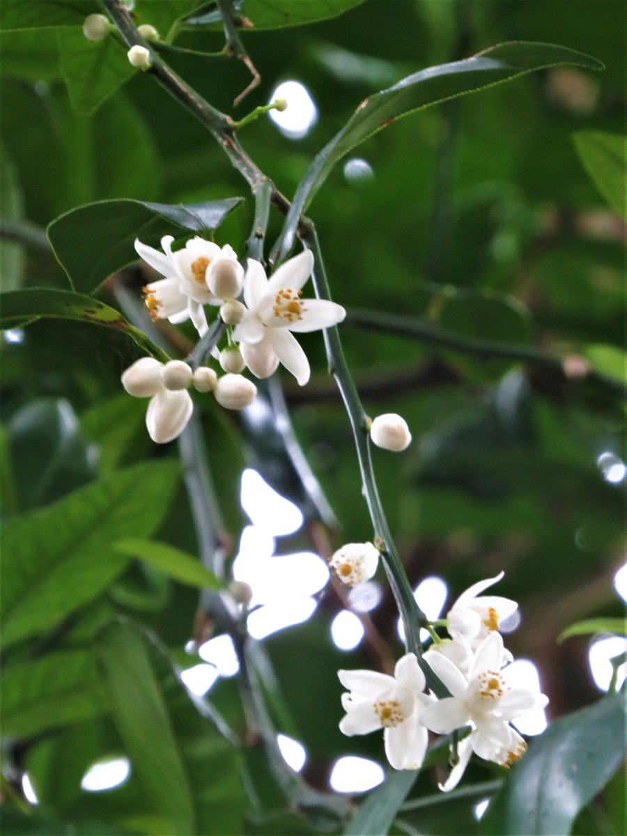 敬子 シークヮーサーの花が開き いい香りがしています