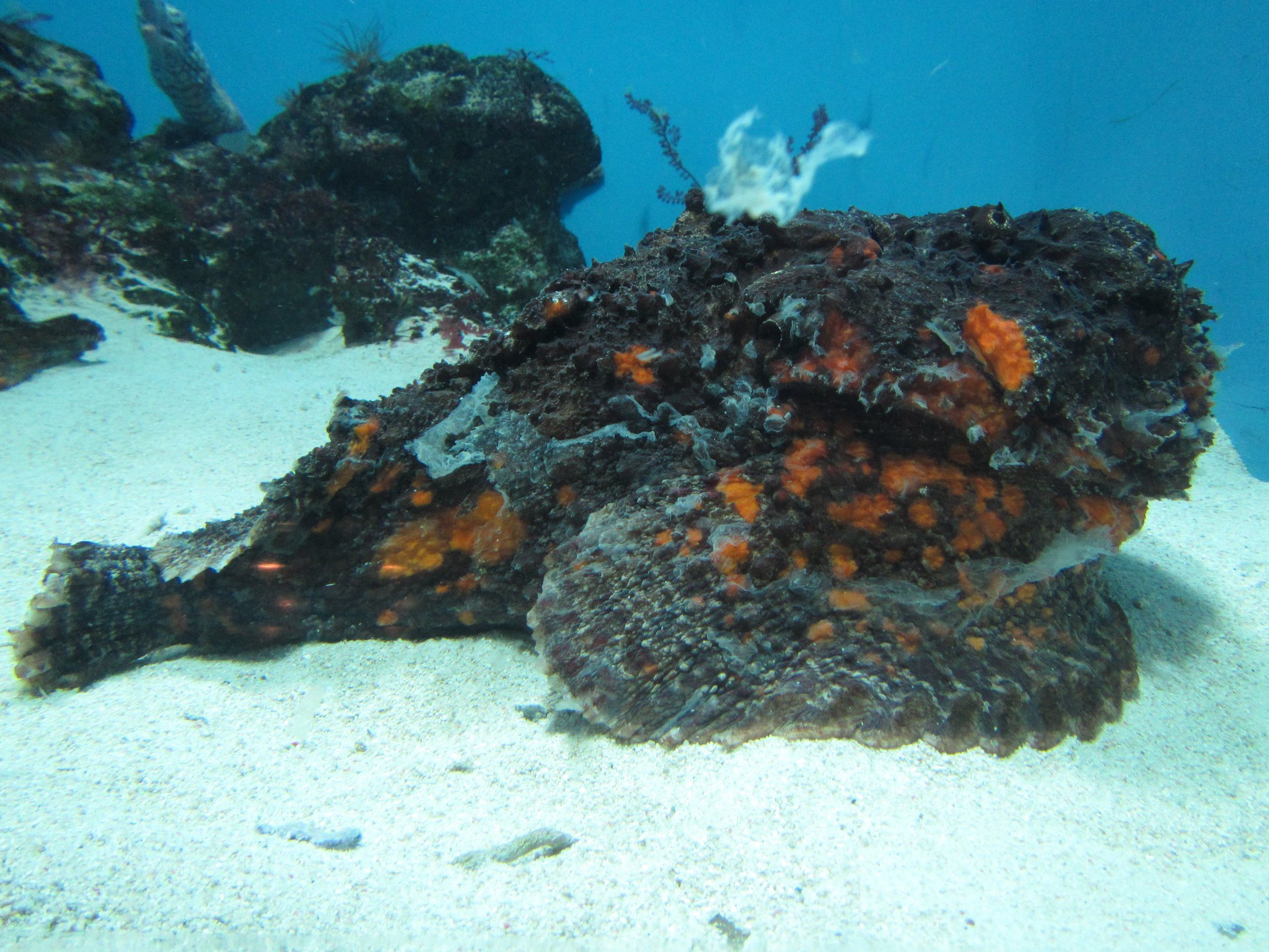 葛西臨海水族園 公式 Twitter પર 同じカサゴの仲間で 世界の海 エリア インド洋 水槽のオニダルマオコゼも脱皮する魚です 水槽に白いモヤっとしたものがあったら剥がれ落ちた古い表皮かもしれません 他の水槽に