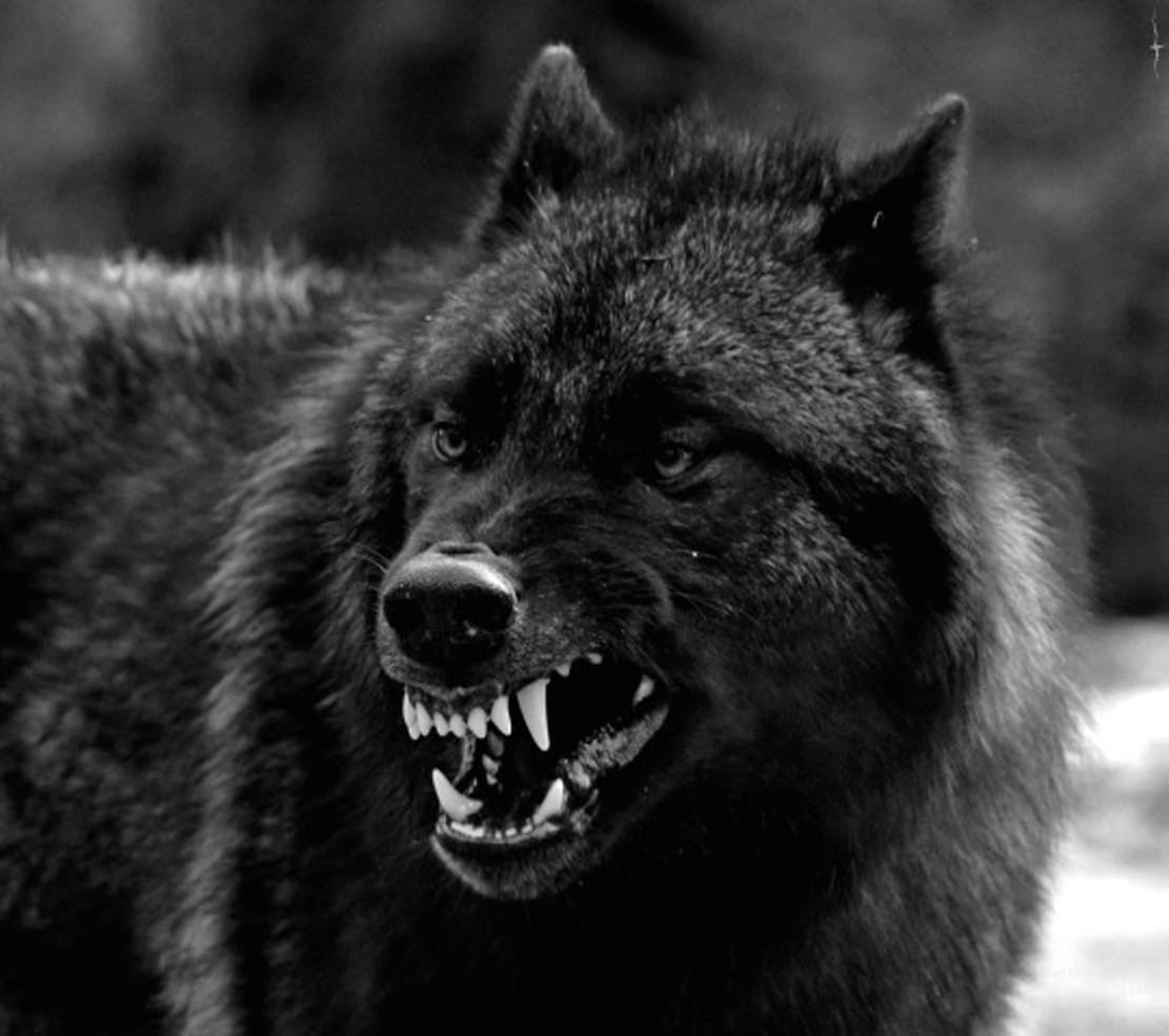 Black Wolf Security (blackwolfpatrol) Twitter