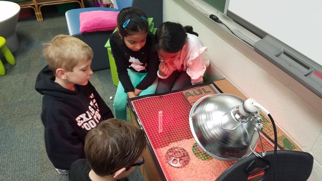 Enjoying keeping an eye on our chicks #2Apink #chickhatching #lifecycles