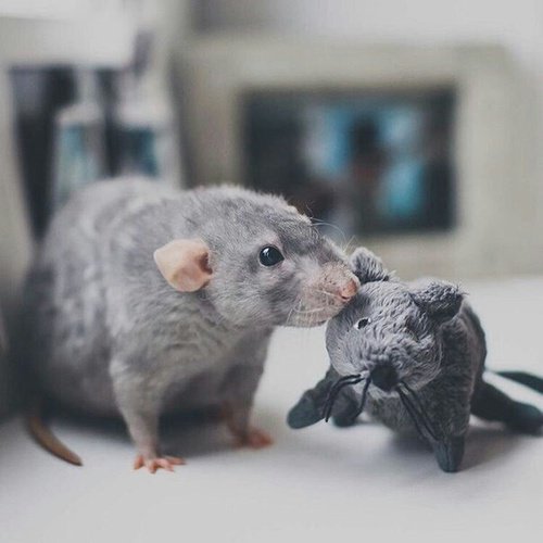 cute rats (@ratspics) on Twitter photo 