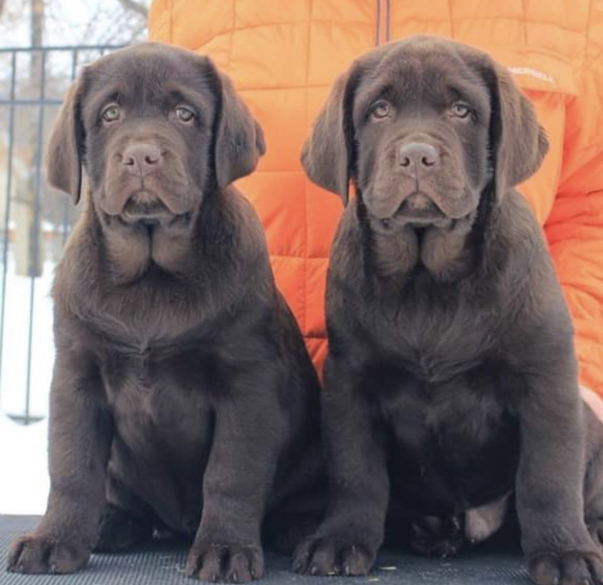 JohnnyCrites94's tweet photo. @Hf_babyy She’s on the left and her brother is on the right if I had the money I would buy both https://t.co/8mWfYeBdqV