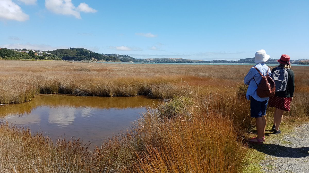 CaptainKettles's tweet photo. The DOC #OurEstuaries Team out exploring Pāuatahanui Inlet for #Seaweek2019. First stop bird &amp; beetle spotting! https://t.co/c7gYvEQxxj