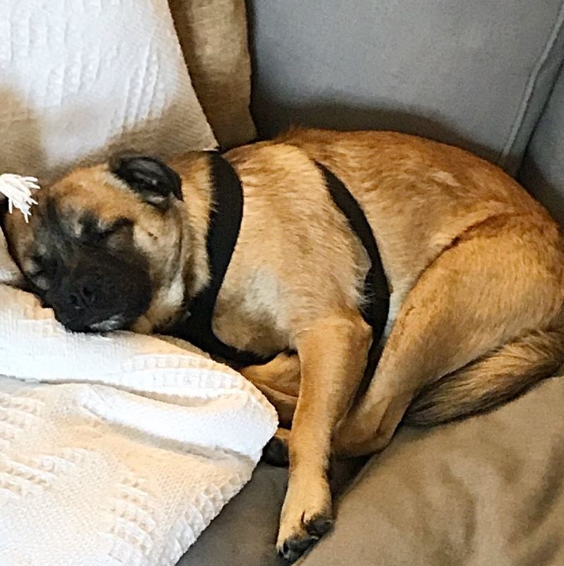 WeAcceptPets's tweet photo. Set just 2 miles from the historic town of #Rye, The Bell at Iden is a cosy #countrysideinn with b&amp;b accommodation. They have various dates available (including #lastminute).

Accepts 🐶🐱
https://t.co/jQxgUKl2Tw 

#PetFriendlyInn #EastSussex #Iden #CountryPub #EnglishPub https://t.co/KHO3usiItX