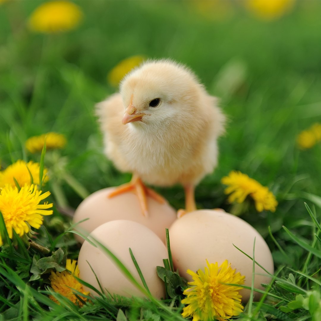 Hobeahuevos's tweet photo. 🐥 "Martxoan arrautza eta martxoan txita" Aukera ezazu #Hobea arrautzak! https://t.co/Q31WI2FscQ