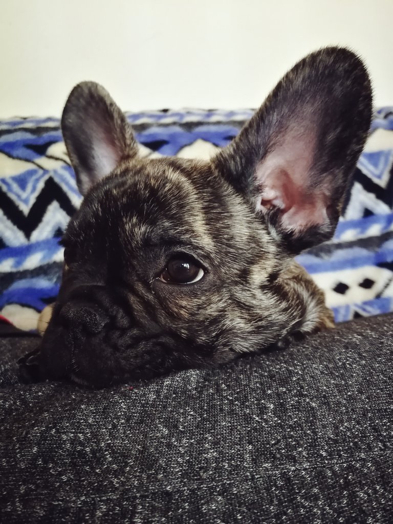 weerea's tweet photo. This is ruu, she's 11 weeks old and she's smells like lilacs when she's happy 😍 https://t.co/xyMqBrJdZg