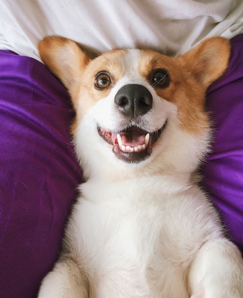 corgilover990 tweet picture