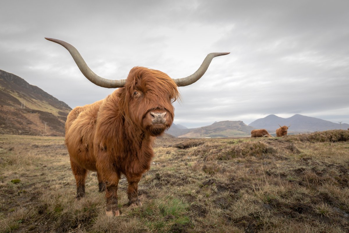 I couldn't resist a quick portrait of this beauty whilst driving across #Skye last week i believe its compulsory that you photograph at least one cow on your first visit to the island 🙂#Scotland #scotlandshots #visitscotland
