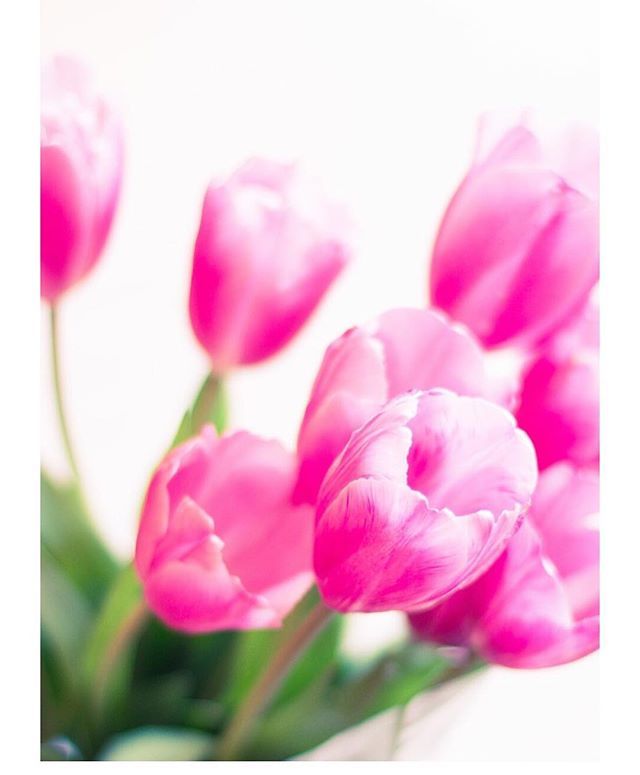 Braamevents's tweet photo. 🌷PRETTY IN PINK🌷
____
Zo leuk als de hoofdkleur van het logo van je opdrachtgever zo vrolijk is. Dat laten we graag in de details van het event tot uiting komen. En als het dan ook nog voorjaar is, dan is er maar 1 keuze...TULPEN!💕
.
.
.
#braamevents #vakevenement #businesse… https://t.co/csZL2jr4wZ