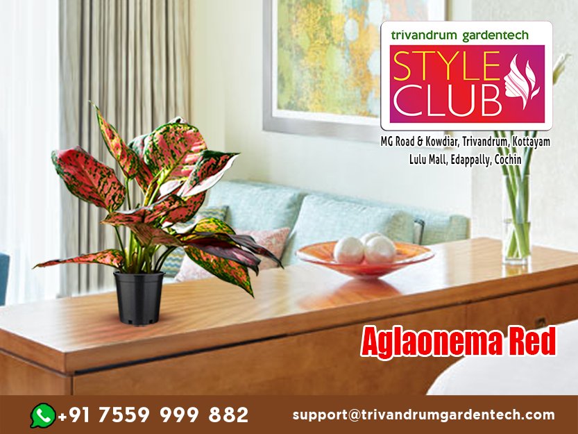 tgtstyleclub's tweet photo. #aglaonemared #aglaonema #indoorplants #plants #pots #ceramicpots #gardening #gardenaccessories #planters #trivandrumgardentech #trivandrum #styleclub #instaplant #plantsagram https://t.co/h8hi7oxpum