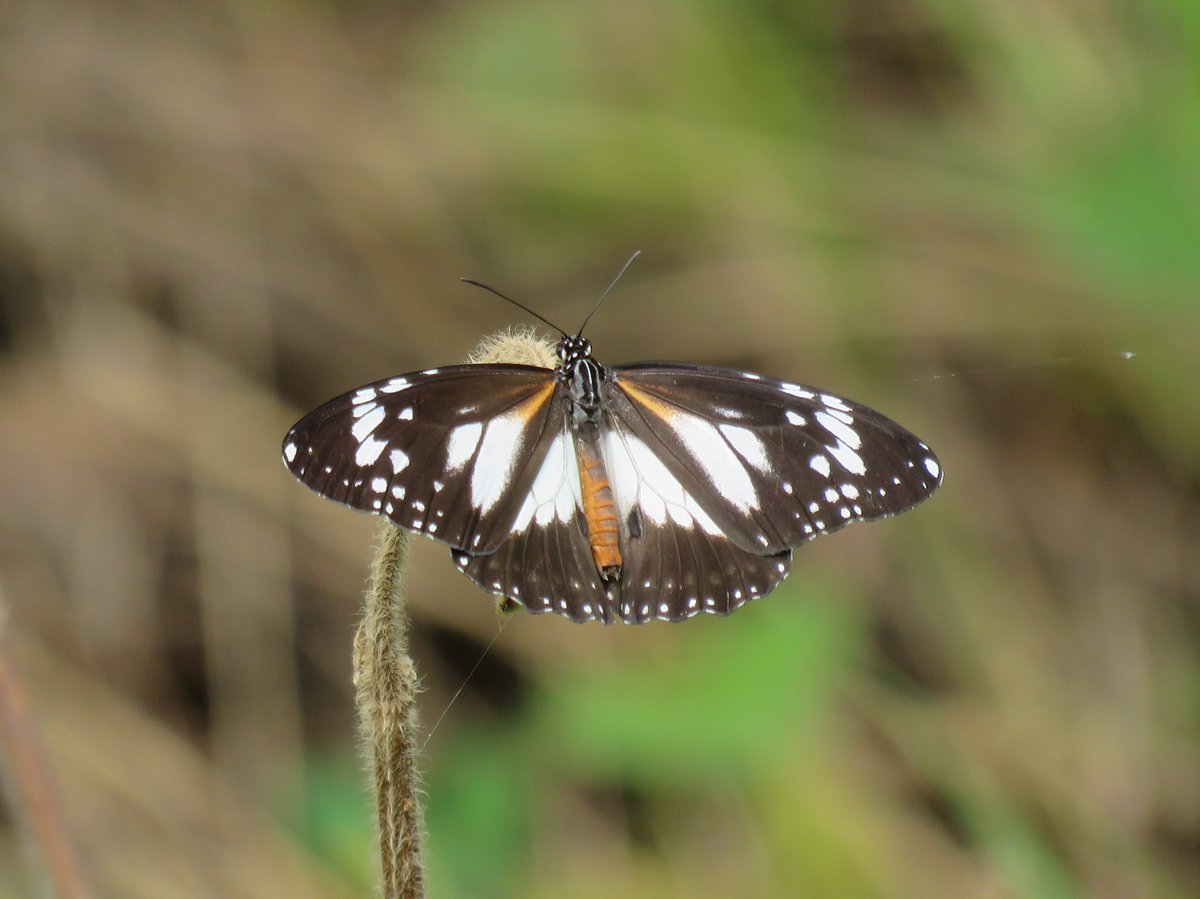 Anthony Walton's Nature Photography tweet media