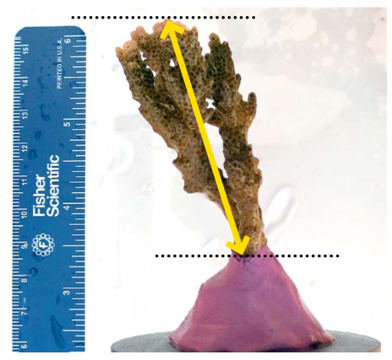 Carly Randall (@drcarlyrandall) on Twitter photo Hey #marinescience educators! If your students are interested in #coralreefs, check out our recently published lesson plan measuring the impacts of #ENSO and #coastalupwelling on reef growth! Fun for everyone yr 10 to undergrad. bit.ly/2EPnJyo <a href="/aims_gov_au/">Australian Institute of Marine Science</a> <a href="/FloridaTech/">Florida Tech</a> Hey #marinescience educators! If your students are interested in #coralreefs, check out our recently published lesson plan measuring the impacts of #ENSO and #coastalupwelling on reef growth! Fun for everyone yr 10 to undergrad. bit.ly/2EPnJyo <a href="/aims_gov_au/">Australian Institute of Marine Science</a> <a href="/FloridaTech/">Florida Tech</a>