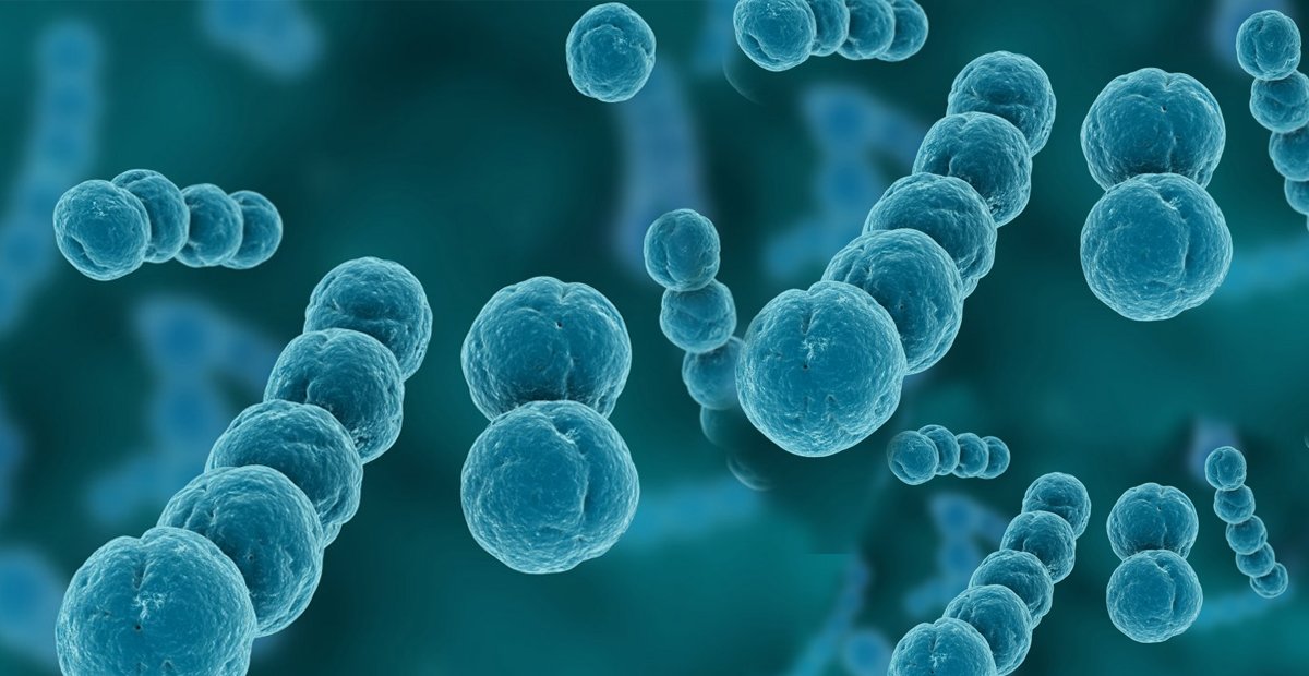 стафилококки стрептококки энтерококки. стрептококки 3 степени. стрептококки 3 степени. стрептококки генцианвиолет. стрептококки 3 степени.