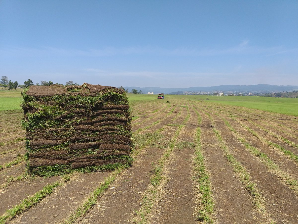 Duzi Turf (@DuziTurf) / Posts / X