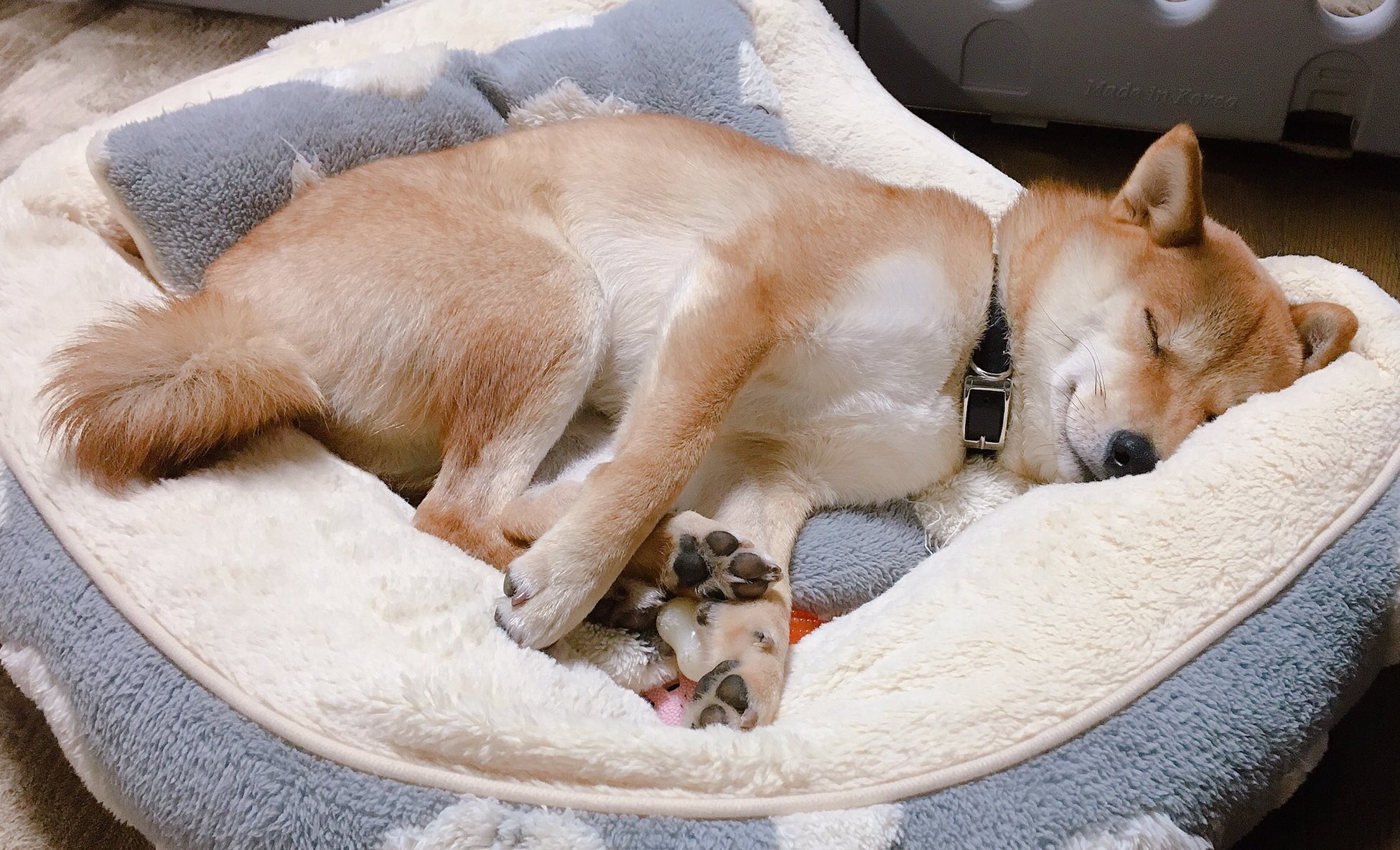 柴犬りんご郎 ずっと眺めてられる寝顔 T Co Enz5wx9y2e Twitter