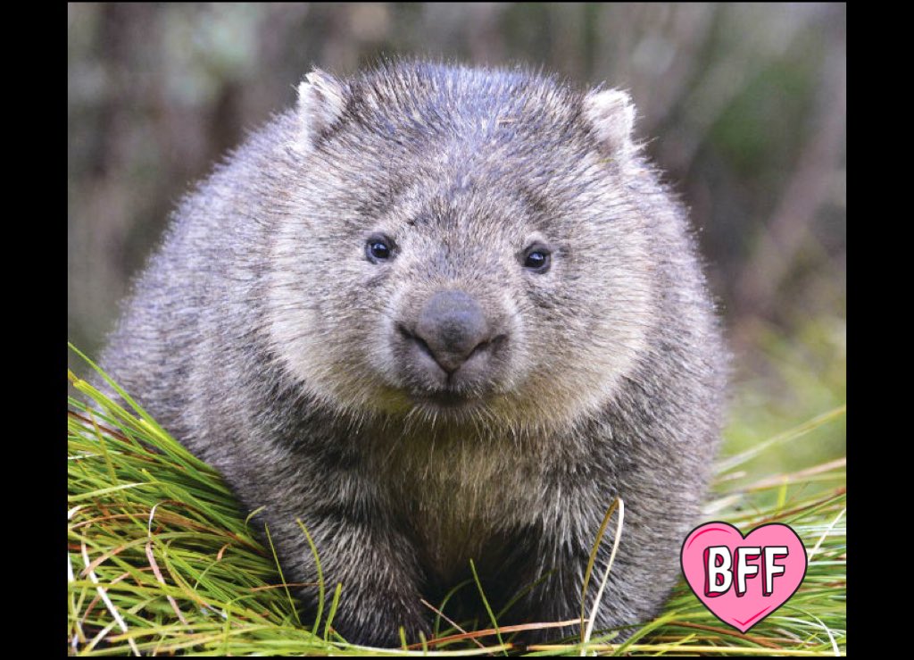 VLR_WNTR's tweet image. Today I found out I subconsciously love wombats @ziegler_cassidy @chandler_see #fm90 #digression