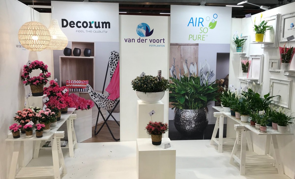 voortpotplanten's tweet photo. U vindt ons op de @RFHTradeFair in standnummer 7.5. Zien we u daar? @FloraHolland #Spathiphyllum #RFHTF https://t.co/qKbRB6KFgI