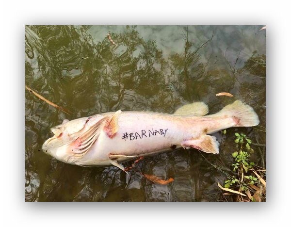 Jeff4theclimate's tweet photo. @vanOnselenP #minindee How long was it before he turned up to view the @Barnaby_Joyce and @The_Nationals #FishKill
#ChristmasIsland https://t.co/JNSKHBsFTp