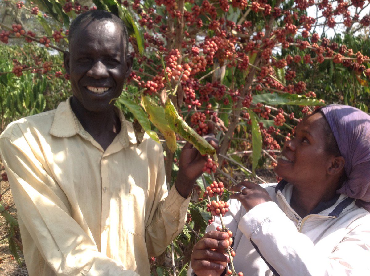 Happy Coffee Bean tweet media