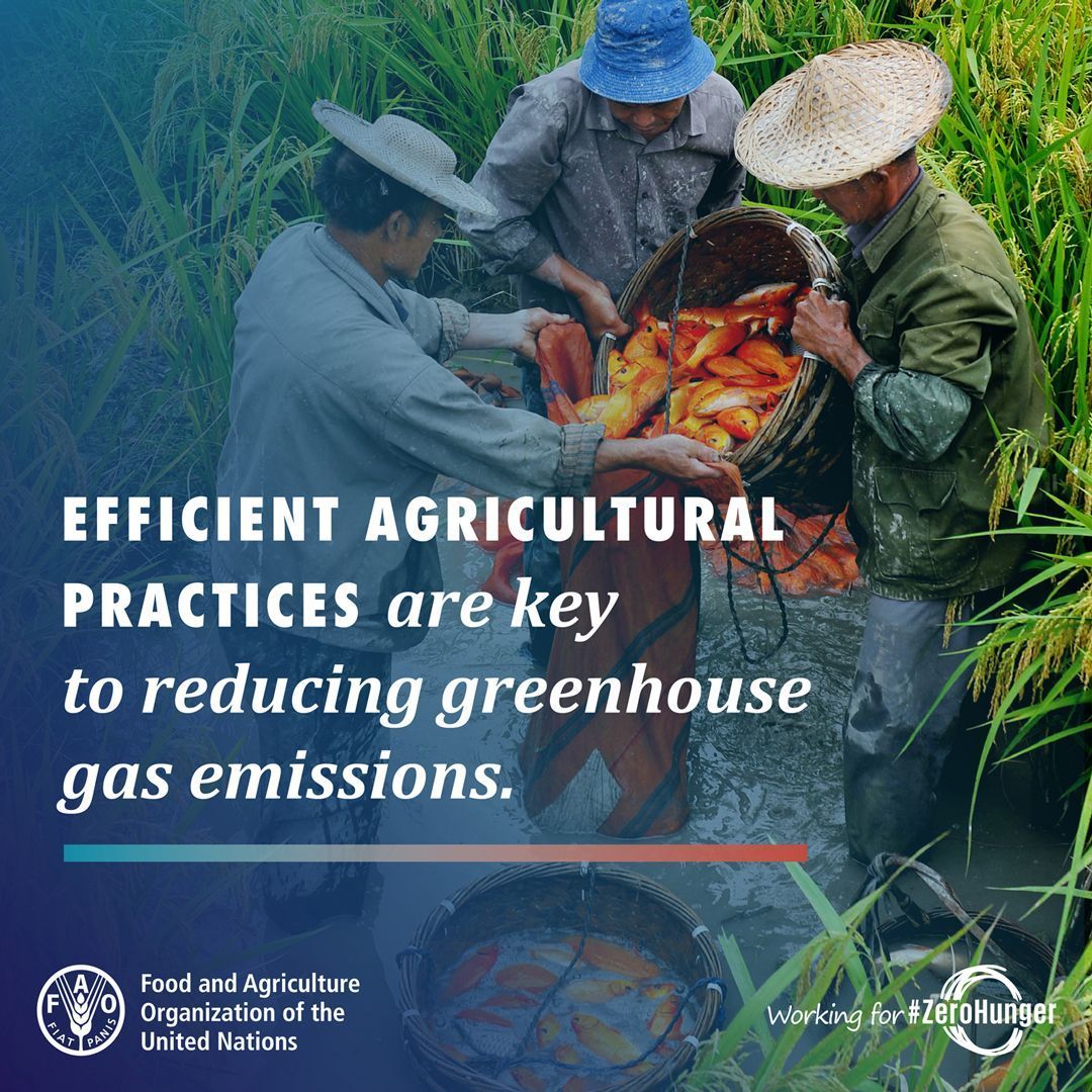 FAO's tweet photo. We need to make agriculture climate-smart and protect where our food comes from. 

#ZeroHunger #ClimateAction https://t.co/rUO4GvzgZ2