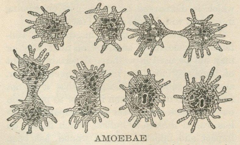 Amoebae diversified at least 750 million years ago, far earlier than expected
#tismet2019 #tissueengineering #regenerativemedicine #conference #london #europe #unitedkingdom #conferences #nearing #8moredays #sessions #tracks
More: bit.ly/2L0gq72