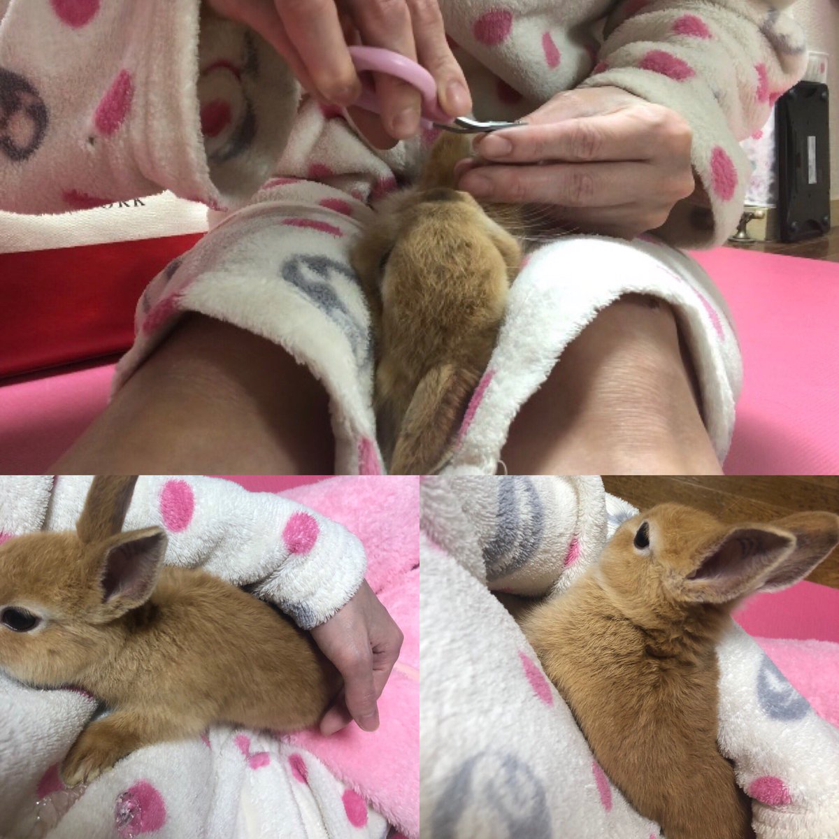 ゼリー 富 黒板 うさぎ 爪 切り ネット Repsoul Jp