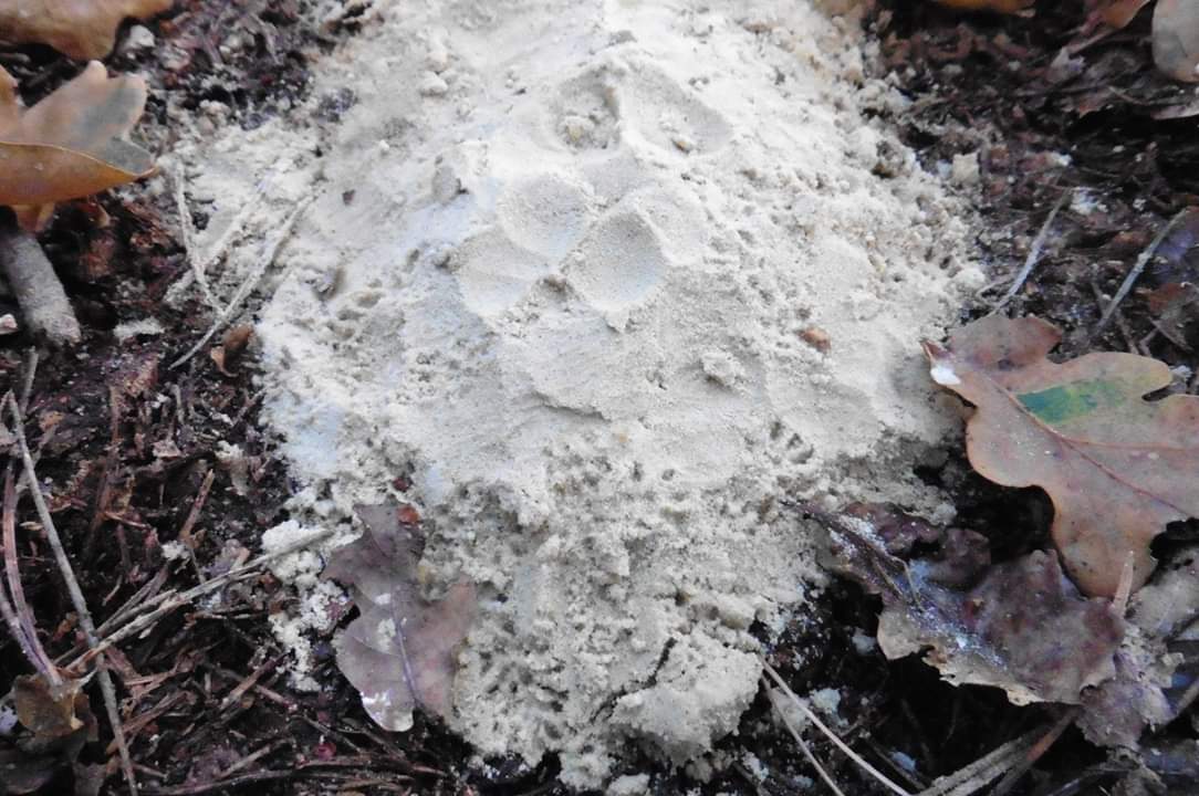 Speur zondag mee met IVN Oss
'Welk dier was hier?'
Zondag 10 maart - 10 uur verzamelen
op de parkeerplaats bij Restaurant Bomenpark, Vorsselsewg 3 in Heesch
ivn.nl/afdeling/ivn-o…