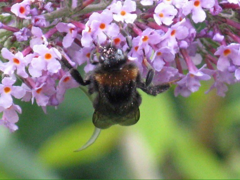 LGSpace's tweet photo. Bumblebees need help - and our gardens, allotments and community spaces can be a lifeline! Bee-friendly plants, letting some grass grow long, avoiding pesticides/weedkillers, and providing nesting sites can all make a difference. More: https://t.co/3LIjIkNbL6
#bees #pollinators https://t.co/KvAofhE6g9