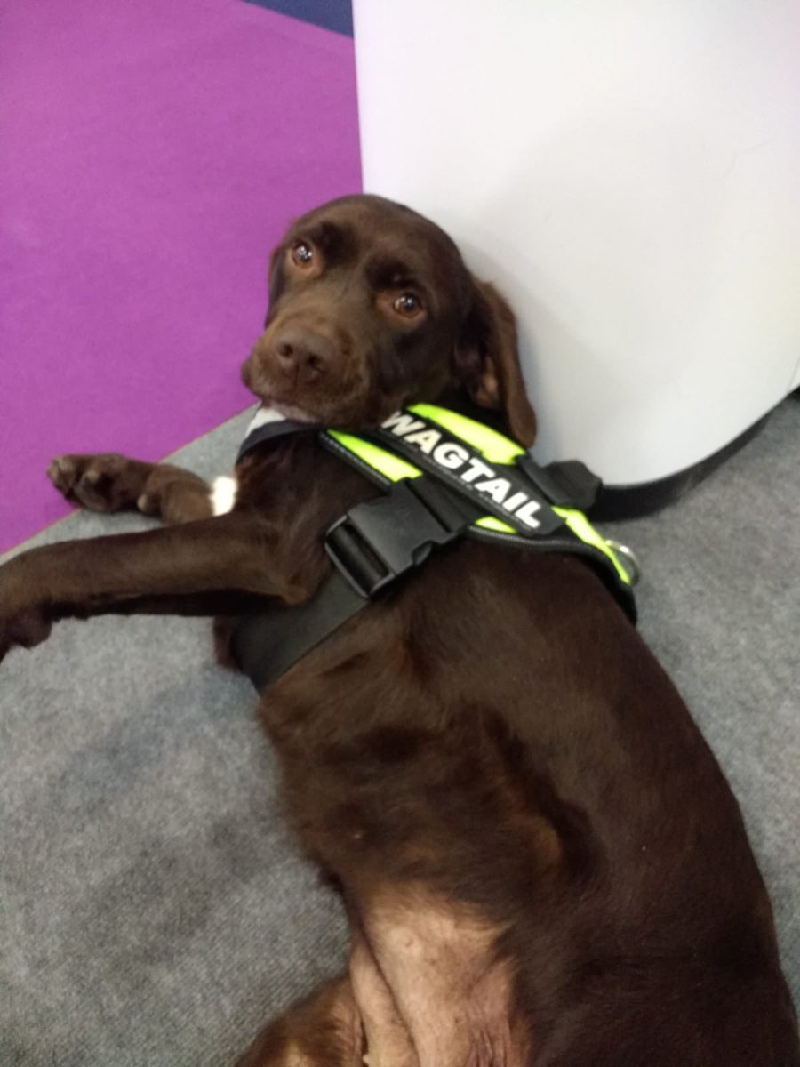 WagtailUK_dogs's tweet photo. Day 2 of Home Office Security & Policing Event at Farnborough. We’re on Stand B16, come & say hello to the team & our explosive detection dog ‘Orie’ #BorderForce #SecurityAndPolicing #Partnership #BorderSecurity #SecuringBorders #snifferdogs @ADSgroupUK @ukhomeoffice https://t.co/0vpoNLCeaF