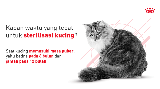 RoyalCanin_ID's tweet photo. Salah satu manfaat sterilisasi kucing adalah untuk mengendalikan populasi, agar tidak liar &amp; kurang terawat. Sterilisasi sebaiknya dilakukan saat kucing memasuki masa puber. Baca lebih banyak tentang kucing di https://t.co/hUhkMjQ16a #Catpedia https://t.co/7oDGkKUTFE