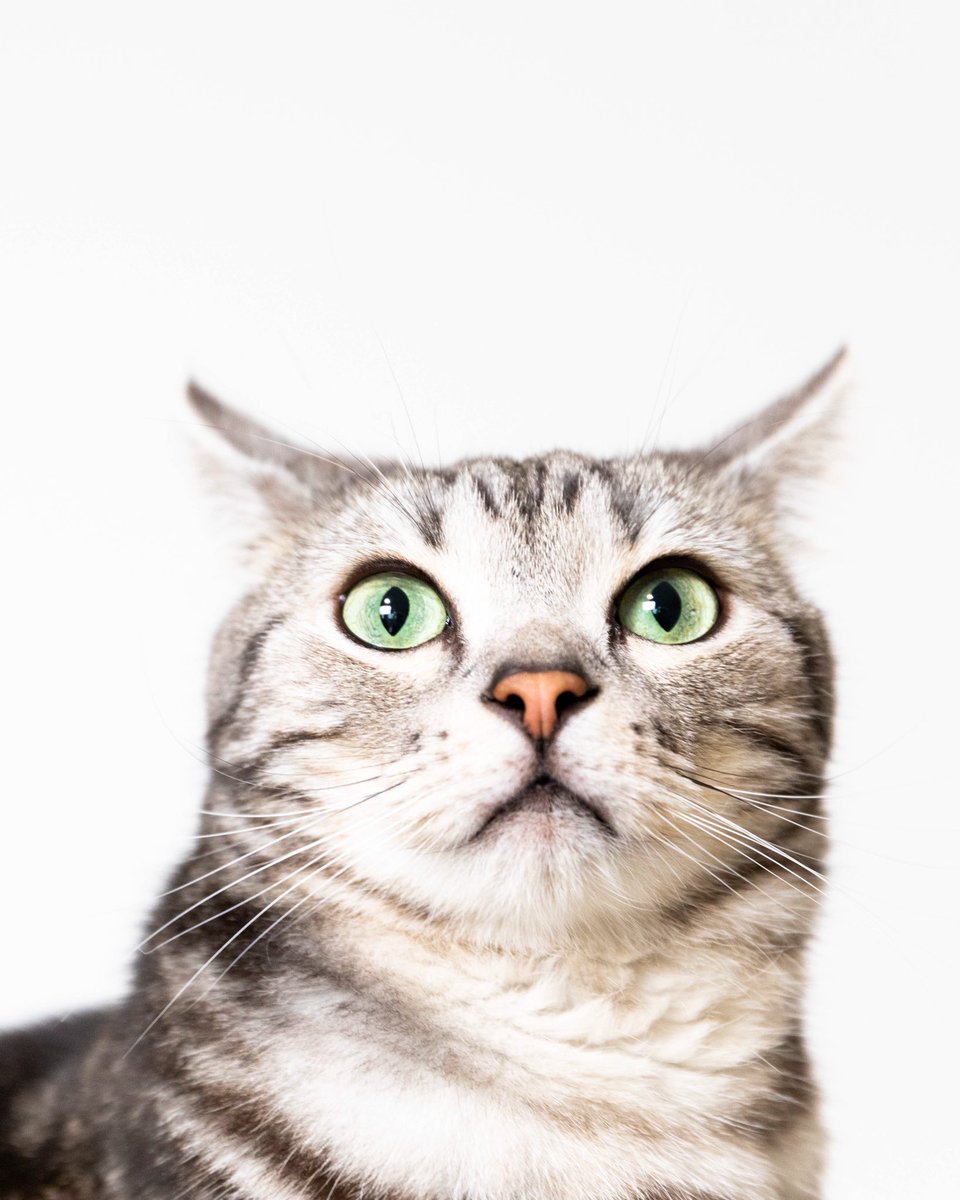 めぐ 19 3 6 本日のしましま兄弟with黒猫 黒目がちなイケてるドラえもん ネコじゃないミミズクだ 黒豹も 目やにょ鼻水ゎ花粉症 Canon5dmark4 Ash倶楽部 しましま兄弟 アメショ アメリカンショートヘア 保護猫 黒猫 タスマニアデビル