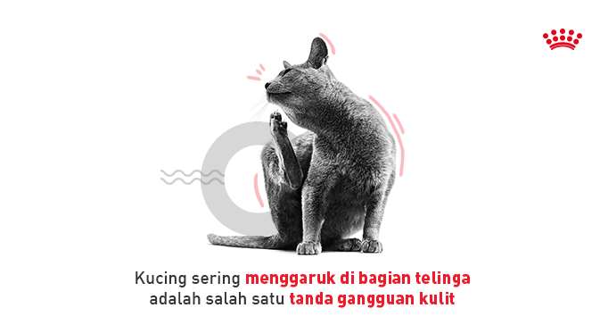 RoyalCanin_ID's tweet photo. Jangan abaikan perubahan perilaku kucing yang makin sering menggaruk, terutama di bagian telinga &amp; disertai rambut rontok. Segera bawa ke dokter hewan untuk pemeriksaan kulit &amp; rambutnya dari kutu &amp; penyakit lain. Cari tentang kucing di https://t.co/hUhkMk7CuK #Catpedia https://t.co/Qq4Ji1Lu1x