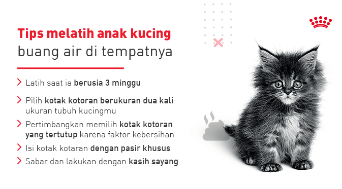 RoyalCanin_ID's tweet photo. Sebal kalau si kucing kesayangan buang air sembarangan? Royal Canin punya tipsnya, nih, supaya melatih anak kucing untuk buang air di kotak pasir jadi lebih mudah. Cari tahu lebih banyak tentang kucing di https://t.co/hUhkMjQ16a
#Catpedia https://t.co/d4PbCeJNdx