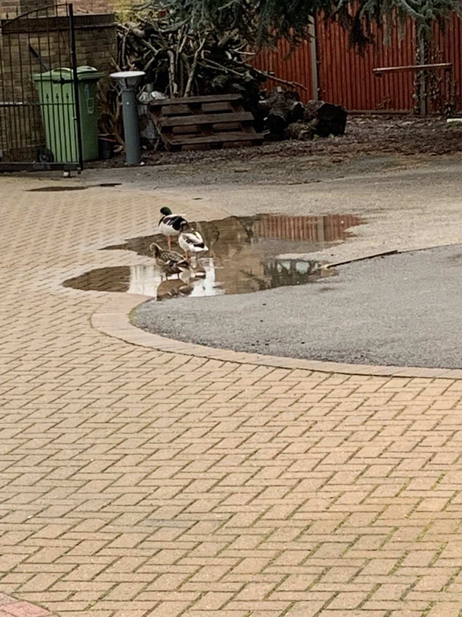 Think it rained last night in the yard #ducks #rain #bringonsummer