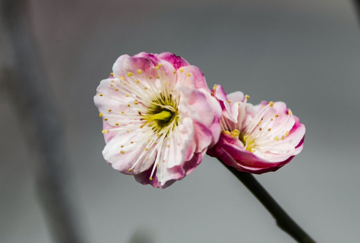 qutoutiao's tweet photo. These flowers are so beautiful. https://t.co/pIP8ZyMpJz