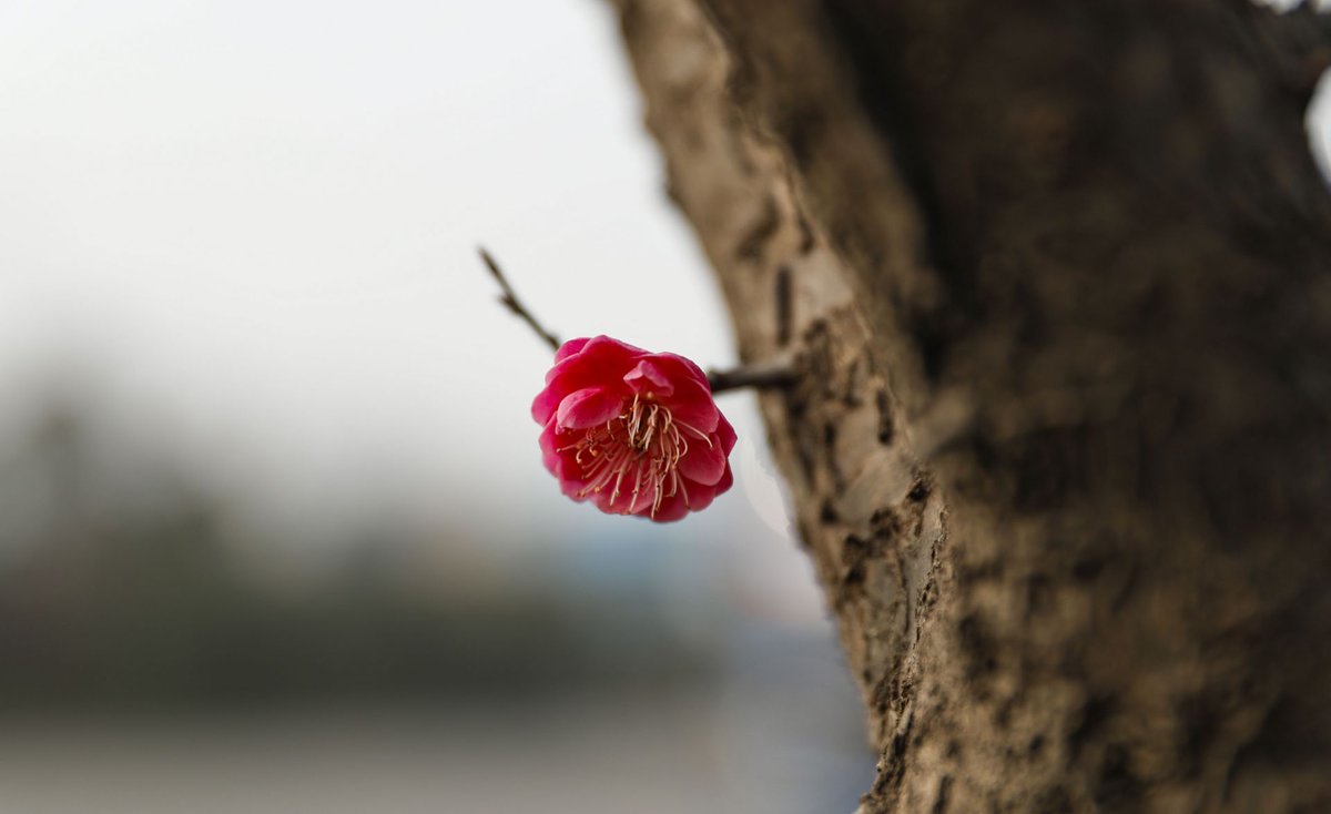 qutoutiao's tweet photo. These flowers are so beautiful. https://t.co/pIP8ZyMpJz