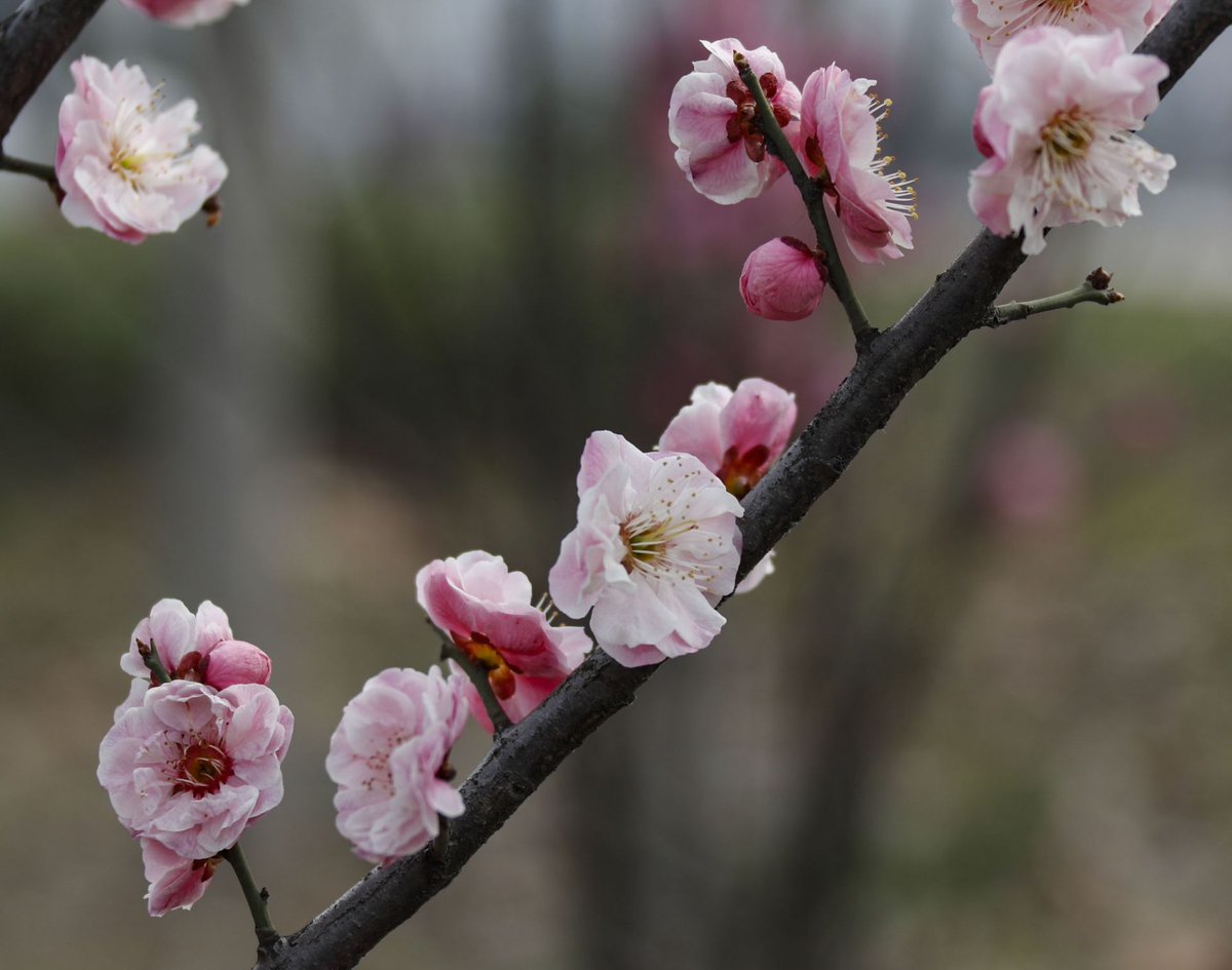 qutoutiao's tweet photo. These flowers are so beautiful. https://t.co/pIP8ZyMpJz