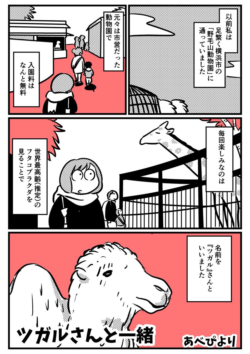 野毛山動物園のフタコブラクダにまつわる話を描きました

【短編漫画】ツガルさんと一緒① 