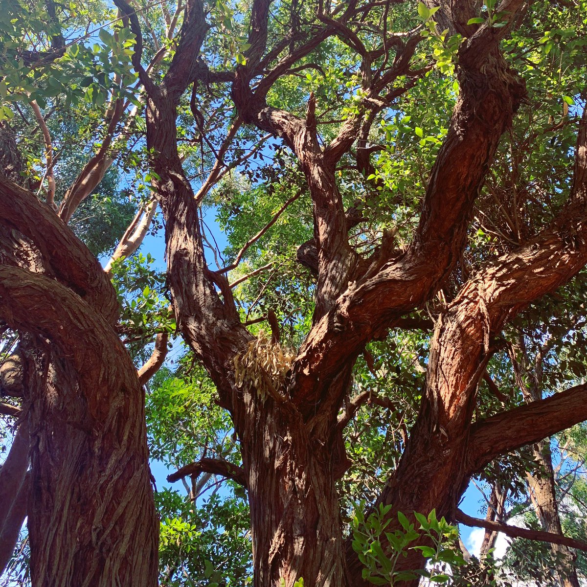 trees_of_sydney's tweet photo. π³ Syncarpia glomulifera (Turpentine) #syncarpiaglomulifera #turpentine #yanderra #syncarpia #myrtaceae #angiosperm #australiannativetrees #australiannatives #treesoftheworld #treesofsydney #sydneytrees #sydneytree #trees #tree #sydney https://t.co/JLVk5cP9fz