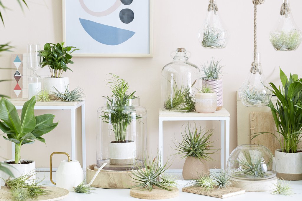 GreenBubble_com's tweet photo. De trend van dit moment: Air plants 🌷 Lees er alles over in ons nieuwste blogartikel https://t.co/eSPae0hwLt #Airplants #Luchtplantjes #Tillandsia https://t.co/PucUkpZnac