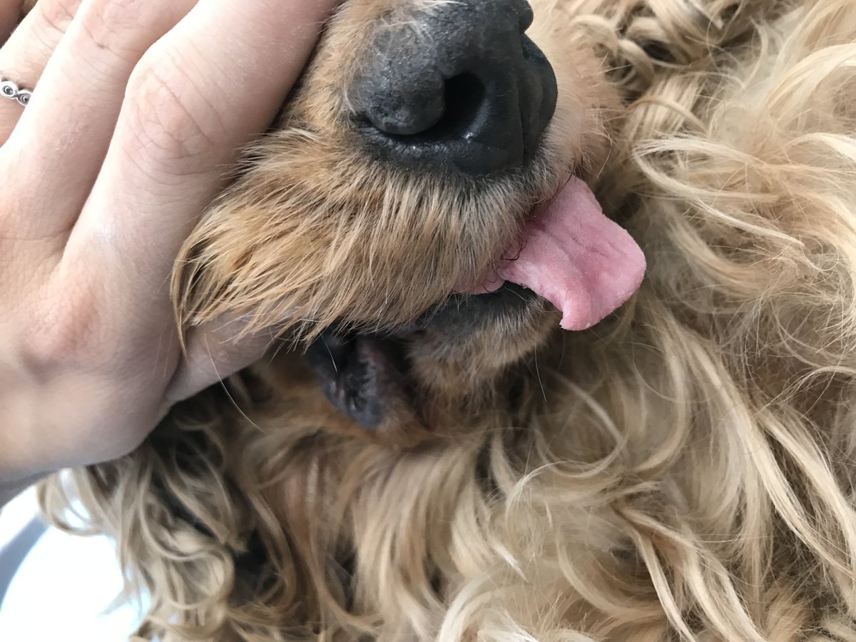Veterinaria tweet media