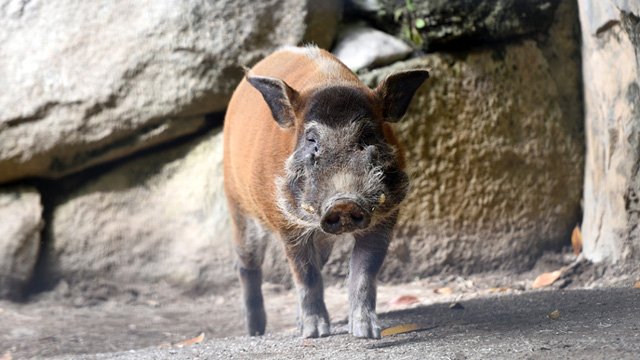 チョビ之助 No 5287 Rt Tokyozoonet Pr 上野動物園のアカカワイノシシのオス リク 12歳 が昨日19年3月5日 死亡しました 2月中旬から体の不調が現れ 治療を続けてきました しかし昨日は立ち上がることができず 動物病院で検査と治療を