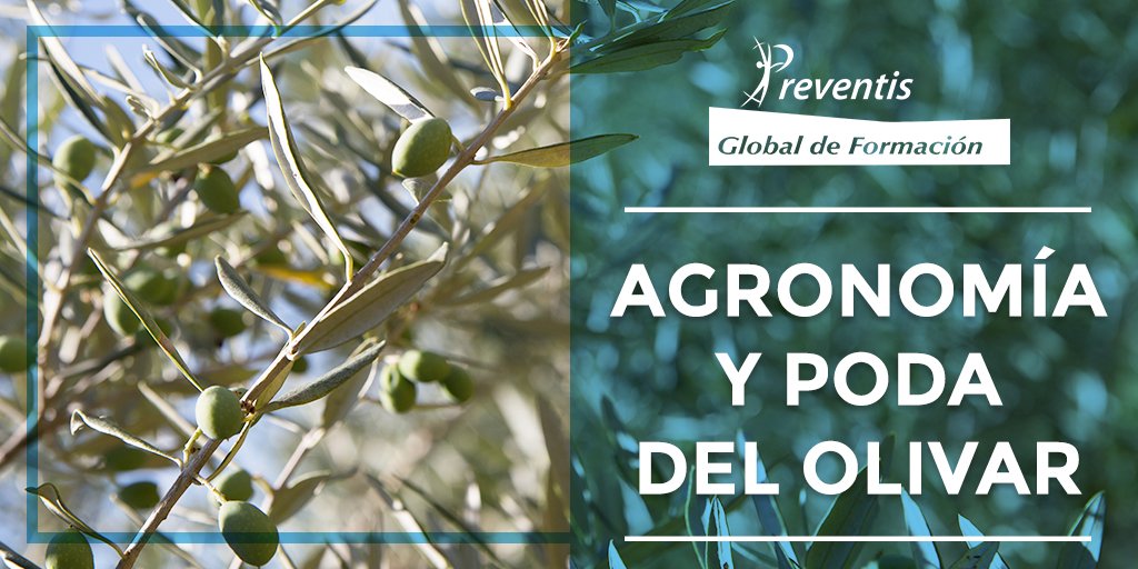 Preventis_Form's tweet photo. El lunes día 11 de marzo comenzamos una nueva convocatoria del #curso AGRONOMÍA Y PODA DEL OLIVAR

📍BAENA (Córdoba)
📆Inicio: 11/MARZO/2019
🕒Duración: 25 horas
➡Presencial Teórico-Práctico
✅Subvencionado para Trabajadores en Activo

👉https://t.co/buaehyPzRu

+INFO📞957671127 https://t.co/G4INURGCP9