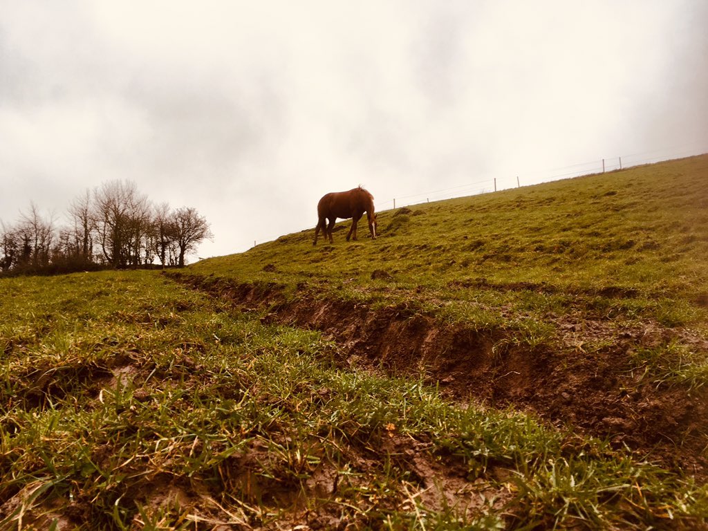 somerset_polo's tweet photo. Fiasco playing ‘I’m the king of the castle’ this morning 😂 .#horsehour .#POLO  .#poloplayers .#ponyhour .#Somerset .#pololife .#somerset_polo https://t.co/JHBMrFTC4F