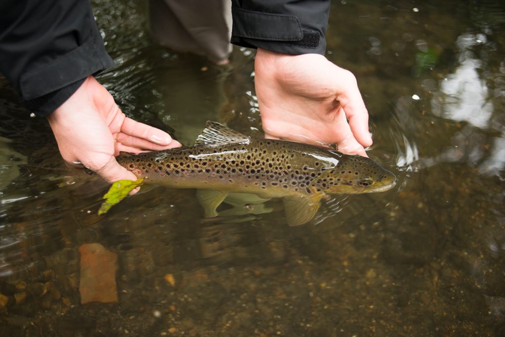 Chalkstream Fly tweet media