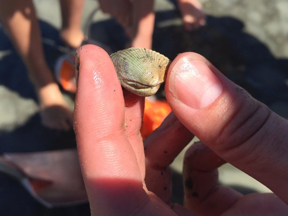 ShelleyHersey's tweet photo. A great way to sample cockles tuangi and monitor the health of an estuary during #Seaweek2019 on the @LEARNZ Sustainable Seas #learnztrip with Hampden Street School students and @Sust_SeasNZ #Nelson https://t.co/eR4v6pC0CN