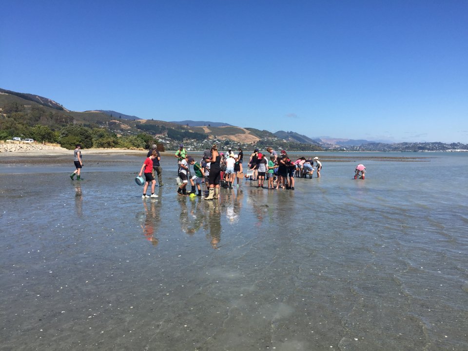ShelleyHersey's tweet photo. A great way to sample cockles tuangi and monitor the health of an estuary during #Seaweek2019 on the @LEARNZ Sustainable Seas #learnztrip with Hampden Street School students and @Sust_SeasNZ #Nelson https://t.co/eR4v6pC0CN