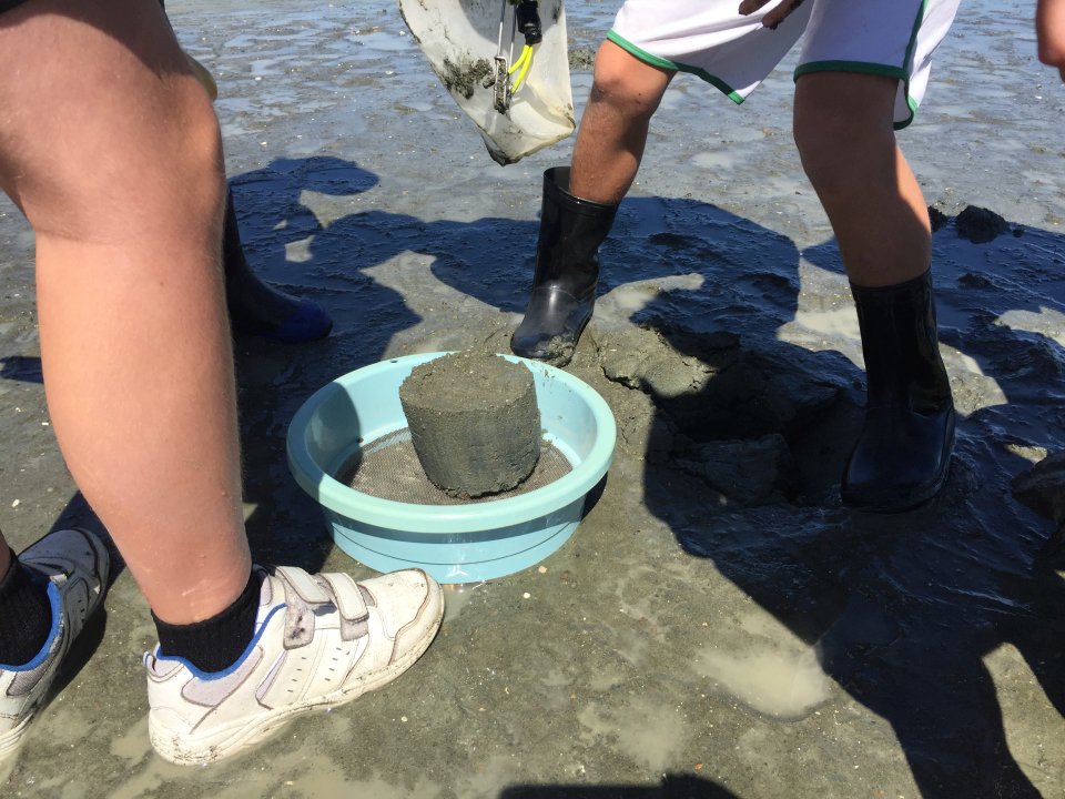 ShelleyHersey's tweet photo. A great way to sample cockles tuangi and monitor the health of an estuary during #Seaweek2019 on the @LEARNZ Sustainable Seas #learnztrip with Hampden Street School students and @Sust_SeasNZ #Nelson https://t.co/eR4v6pC0CN