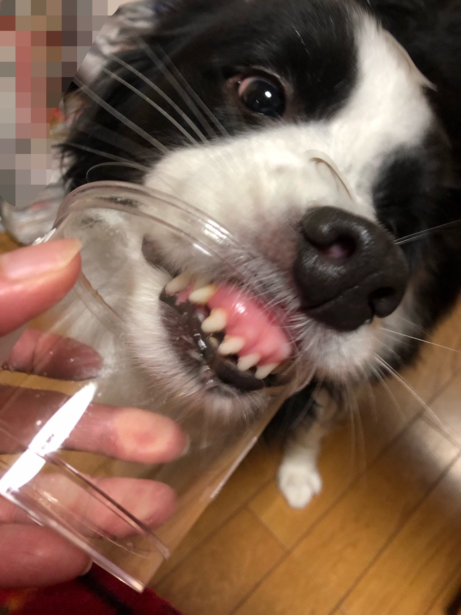 犬の変顔選手権 Twitter Search Twitter