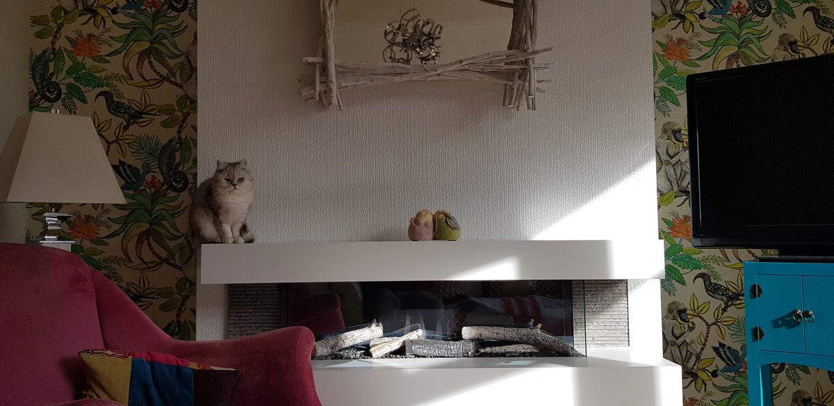 dermotnmurray's tweet photo. It appears our cat Betty has found a new favourite place to sit.Thankfully the fire is off.#WrongPlacerighttime https://t.co/zUsxjumEj0
